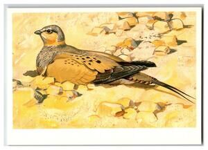 Tibetan Sandgrouse Bird Art Postcard 1985 USSR Wildlife V. Gorbatov